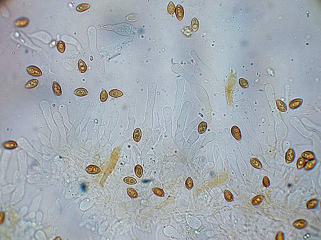 Galerina spec.  Cod.: 1915-07